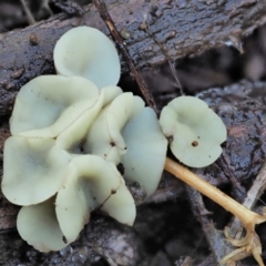 Hymenoscyphus at Namadgi National Park - 21 Apr 2022 by KenT