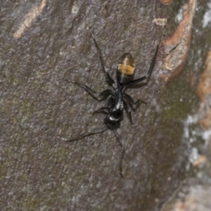 Camponotus aeneopilosus at McKellar, ACT - 25 Aug 2022