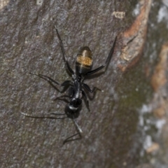 Camponotus aeneopilosus at McKellar, ACT - 25 Aug 2022