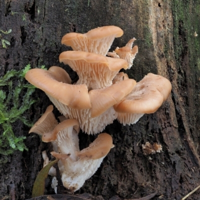 Lentinellus pulvinulus at Namadgi National Park - 21 Apr 2022 by KenT