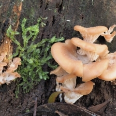 Lentinellus pulvinulus at Cotter River, ACT - 21 Apr 2022