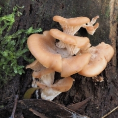 Lentinellus pulvinulus at Cotter River, ACT - 21 Apr 2022