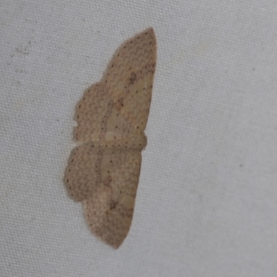 Epicyme rubropunctaria (Red-spotted Delicate) at Higgins, ACT - 27 Nov 2022 by AlisonMilton