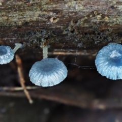 Mycena interrupta at Cotter River, ACT - 21 Apr 2022 01:26 PM