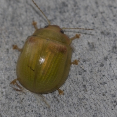 Paropsisterna hectica (A leaf beetle) at Lake Ginninderra - 25 Aug 2022 by AlisonMilton