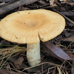 Russula neerimea at Cotter River, ACT - 21 Apr 2022