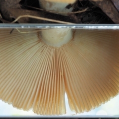 Russula neerimea at Cotter River, ACT - 21 Apr 2022