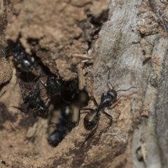 Camponotus aeneopilosus (A Golden-tailed sugar ant) at McKellar, ACT - 25 Aug 2022 by AlisonMilton