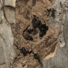 Camponotus aeneopilosus at McKellar, ACT - 25 Aug 2022 12:56 PM