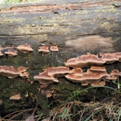 Rhodofomitopsis lilacinogilva complex (Lilac Shelf Fungus) at Cotter River, ACT - 21 Apr 2022 by KenT