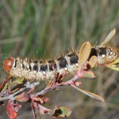 Unidentified Moth (Lepidoptera) at Mount Clear, ACT - 1 Dec 2022 by Harrisi