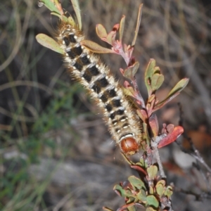 Pterolocera (genus) at Mount Clear, ACT - 1 Dec 2022