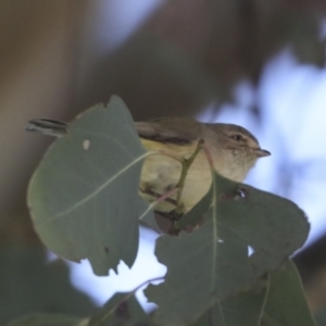 Smicrornis brevirostris at Scullin, ACT - 26 Aug 2022 10:32 AM