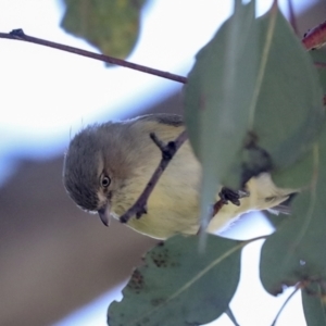 Smicrornis brevirostris at Scullin, ACT - 26 Aug 2022