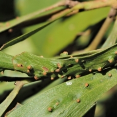 Uromycladium robinsonii (A rust fungi) at Namadgi National Park - 21 Apr 2022 by KenT