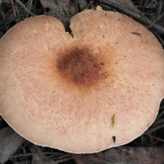 Agaricus sp. at Cotter River, ACT - 14 May 2022 12:25 PM