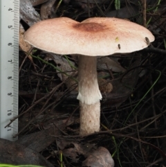 Agaricus sp. at Cotter River, ACT - 14 May 2022 12:25 PM