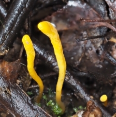 Clavulinopsis amoena (Yellow club) at Namadgi National Park - 14 May 2022 by KenT