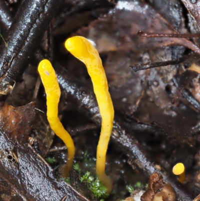 Clavulinopsis amoena (Yellow club) at Namadgi National Park - 14 May 2022 by KenT