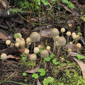 Coprinellus disseminatus at Cotter River, ACT - 14 May 2022