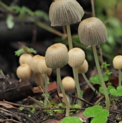 Coprinellus disseminatus at Cotter River, ACT - 14 May 2022