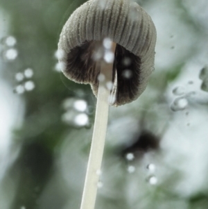 Coprinellus disseminatus at Cotter River, ACT - 14 May 2022