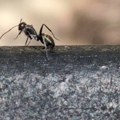 Camponotus aeneopilosus (A Golden-tailed sugar ant) at Spence, ACT - 28 Nov 2022 by SunnyU