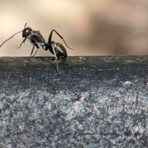 Camponotus aeneopilosus at Spence, ACT - 28 Nov 2022