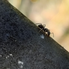 Camponotus aeneopilosus at Spence, ACT - 28 Nov 2022