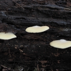 Crepidotus sp. (Crepidotus) at Cotter River, ACT - 14 May 2022 by KenT