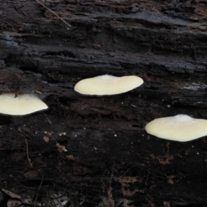 Crepidotus sp. at Cotter River, ACT - 14 May 2022