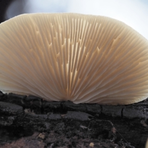 Crepidotus sp. at Cotter River, ACT - 14 May 2022