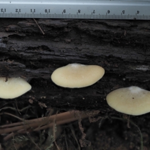 Crepidotus sp. at Cotter River, ACT - 14 May 2022