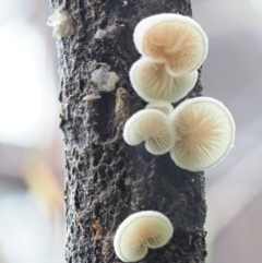 Crepidotus sp. (Crepidotus) at Cotter River, ACT - 14 May 2022 by KenT