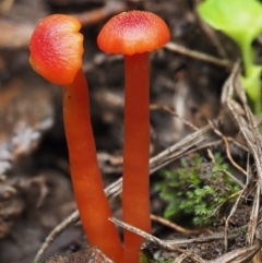 Hygrocybe sp. ‘red’ (A Waxcap) at Namadgi National Park - 14 May 2022 by KenT