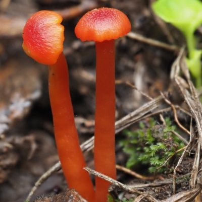 Hygrocybe sp. ‘red’ (A Waxcap) at Namadgi National Park - 14 May 2022 by KenT