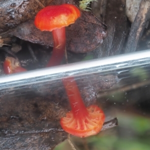 Hygrocybe sp. ‘red’ at Cotter River, ACT - 14 May 2022