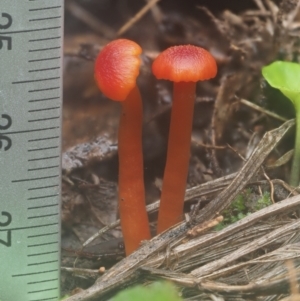 Hygrocybe sp. ‘red’ at Cotter River, ACT - 14 May 2022