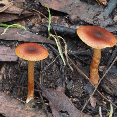 Laccaria sp. (Laccaria) at Cotter River, ACT - 14 May 2022 by KenT