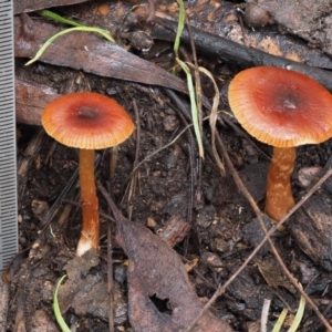 Laccaria sp. at Namadgi National Park - 14 May 2022