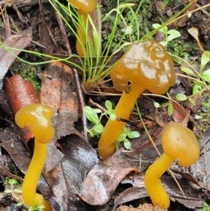 Leotia lubrica at Cotter River, ACT - 14 May 2022