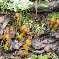 Leotia lubrica at Cotter River, ACT - 14 May 2022