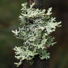 Unidentified Lichen at Namadgi National Park - 14 May 2022 by KenT