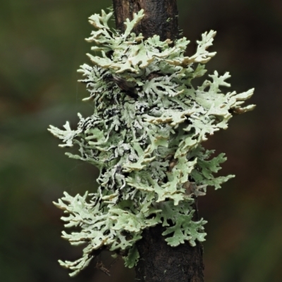 Unidentified Lichen at Cotter River, ACT - 14 May 2022 by KenT