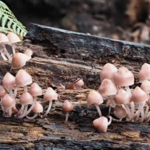 Mycena 'clarkeana group' at Cotter River, ACT - 14 May 2022 10:21 AM