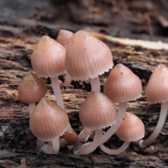 Mycena 'clarkeana group' at Cotter River, ACT - 14 May 2022 10:21 AM