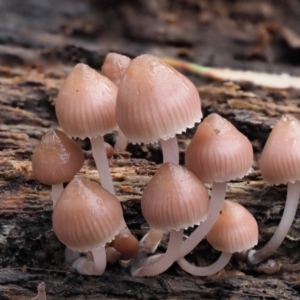 Mycena 'clarkeana group' at Cotter River, ACT - 14 May 2022