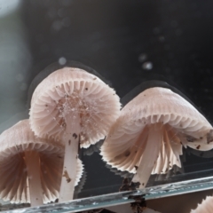 Mycena 'clarkeana group' at Cotter River, ACT - 14 May 2022 10:21 AM