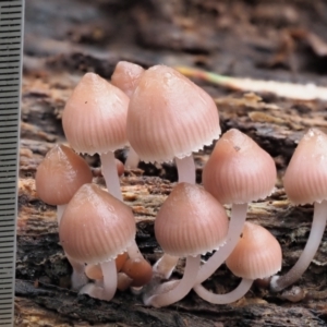 Mycena 'clarkeana group' at Cotter River, ACT - 14 May 2022