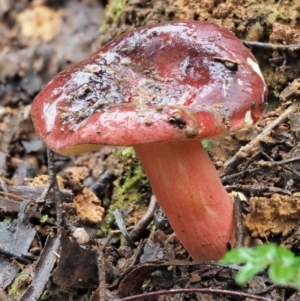 Russula sp. at Cotter River, ACT - 14 May 2022